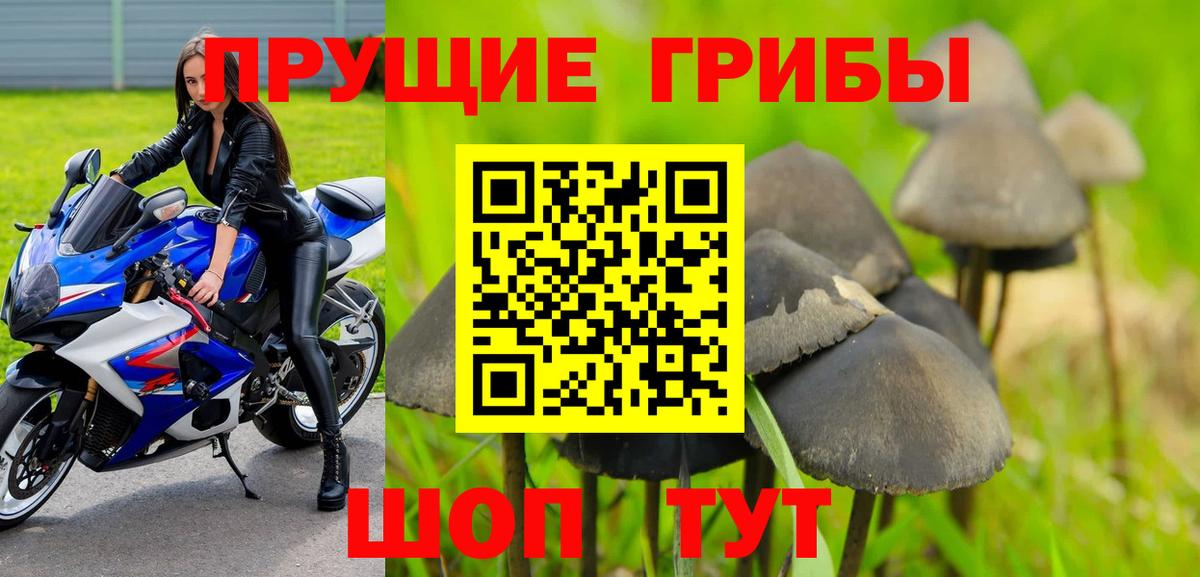 Майкоп  Галлюциногенные грибы Psilocybine cubensis  закладки  Вход с VPN 